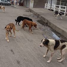 حمله سگ‌های ولگرد به شهروند رامشیری / عاقبت سگ‌های ولگرد در این شهر چه خواهد شد؟