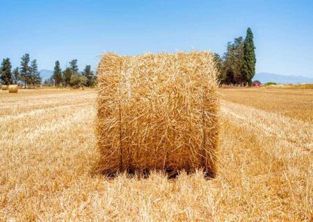 پیامدهای خطرناک فروش کاه گندم در مزارع و سکوت جهاد کشاورزی نسبت به پدیده کاه فروشی