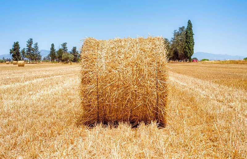 پیامدهای خطرناک فروش کاه گندم در مزارع و سکوت جهاد کشاورزی نسبت به پدیده کاه فروشی