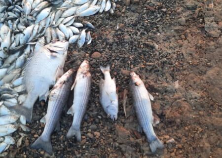 وجود نیترات آمونیوم در آب، عامل مرگ ماهیان دریاچه نمک بندر ماهشهر بود