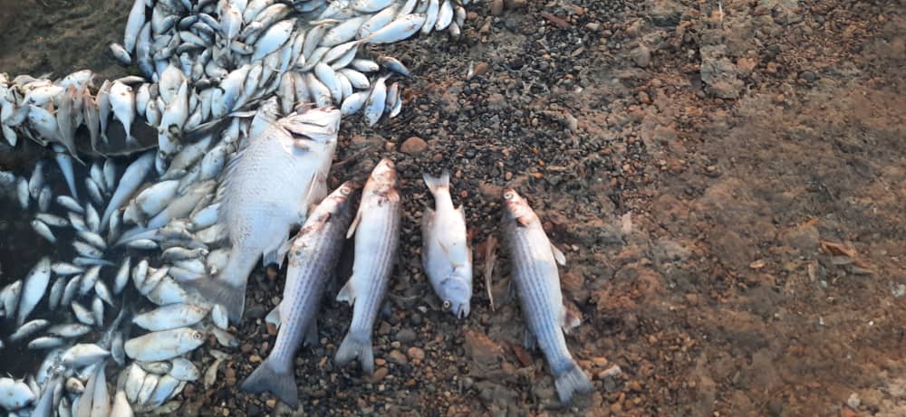 وجود نیترات آمونیوم در آب، عامل مرگ ماهیان دریاچه نمک بندر ماهشهر بود