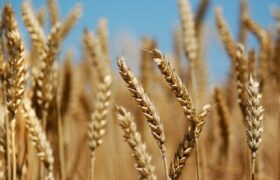 مطالبات کشاورزان تا دو هفته آینده پرداخت می‌شود/ افزایش تولید ۸۲ درصدی گندم