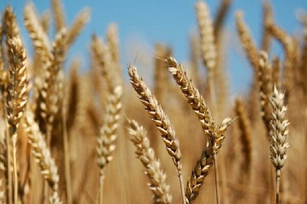 مطالبات کشاورزان تا دو هفته آینده پرداخت می‌شود/ افزایش تولید ۸۲ درصدی گندم