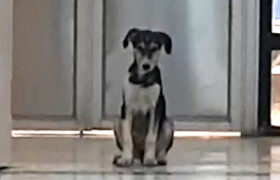 سگهای ولگرد، به داخل بیمارستان ورود کردند! + ویدیو