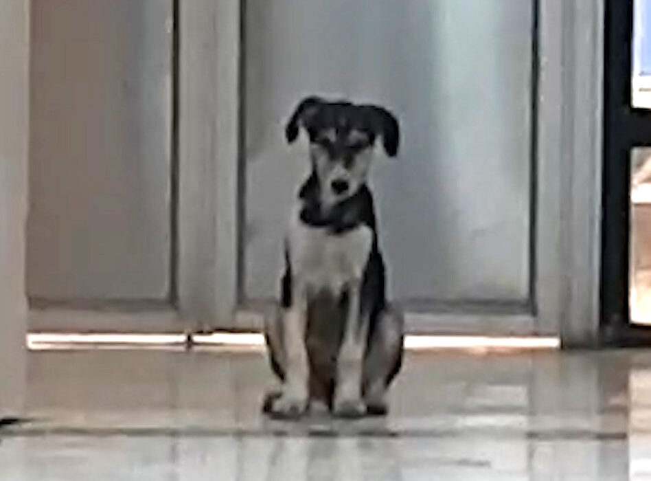 سگهای ولگرد، به داخل بیمارستان ورود کردند! + ویدیو